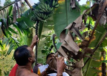 ಬೂಡಿಯಾರು ಹೊಸಮನೆ ಶ್ರೀ ಚಕ್ರ ರಾಜರಾಜೇಶ್ವರಿ ದೇವಿಯ  ಜಾತ್ರೋತ್ಸವದ ಪ್ರಯುಕ್ತ ಗೊನೆ ಮುಹೂರ್ತ