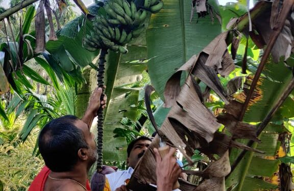 ಬೂಡಿಯಾರು ಹೊಸಮನೆ ಶ್ರೀ ಚಕ್ರ ರಾಜರಾಜೇಶ್ವರಿ ದೇವಿಯ ಜಾತ್ರೋತ್ಸವದ ಪ್ರಯುಕ್ತ ಗೊನೆ ಮುಹೂರ್ತ
