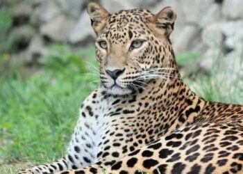 ಮತ್ತೆ ಚಿರತೆ ಭೇಟಿ- ಭಯಹುಟ್ಟಿಸುತಿದೆ ಕಾಡಚಿರತೆ ದೃಶ್ಯ