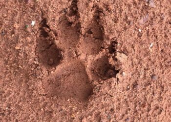 ಕೋಡಿಂಬಾಡಿ – ಪೆರ್ನೆ – ತಿಂಗಳಾಡಿ – ಸರ್ವೆಯಲ್ಲಿ ಸದ್ದು ಮಾಡಿದ್ದ ಚಿರತೆ ಸಾಲ್ಮರದಲ್ಲಿ ಹೆಜ್ಜೆ ಗುರುತು ಬಿಟ್ಟು ಸುದ್ದಿ