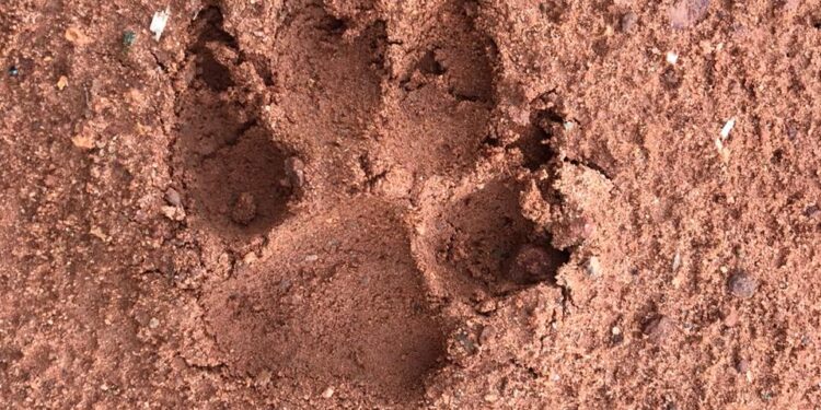 ಕೋಡಿಂಬಾಡಿ – ಪೆರ್ನೆ – ತಿಂಗಳಾಡಿ – ಸರ್ವೆಯಲ್ಲಿ ಸದ್ದು ಮಾಡಿದ್ದ ಚಿರತೆ ಸಾಲ್ಮರದಲ್ಲಿ ಹೆಜ್ಜೆ ಗುರುತು ಬಿಟ್ಟು ಸುದ್ದಿ