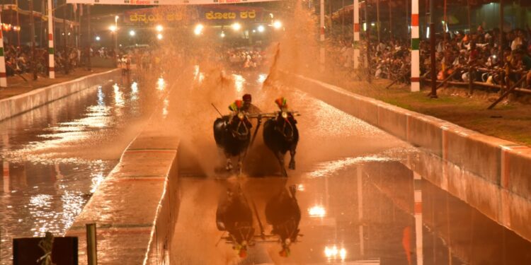 (ಫೆ 05) ಪುತ್ತೂರು ಕೋಟಿ ಚೆನ್ನಯ ಜೋಡುಕರೆ ಕಂಬಳ ಸಮಿತಿ ಸಮಾಲೋಚನಾ ಸಭೆ