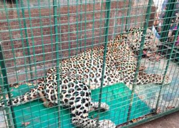 ಆಹಾರ ಹುಡುಕಿ ಬಂದ ಚಿರತೆ ಮನೆಯ ಕೋಣೆಯೊಳಗೆ ಬಂಧಿ : ಅರಣ್ಯ ಇಲಾಖೆಯಿಂದ ರಕ್ಷಣೆ