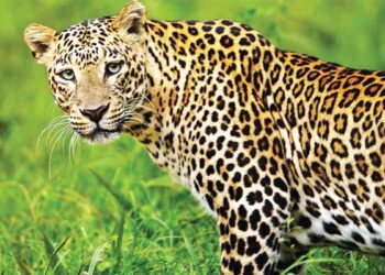 ಅಪರಿಚಿತ ವಾಹನ ಡಿಕ್ಕಿ ಹೊಡೆದು ಚಿರತೆ ಸಾವು