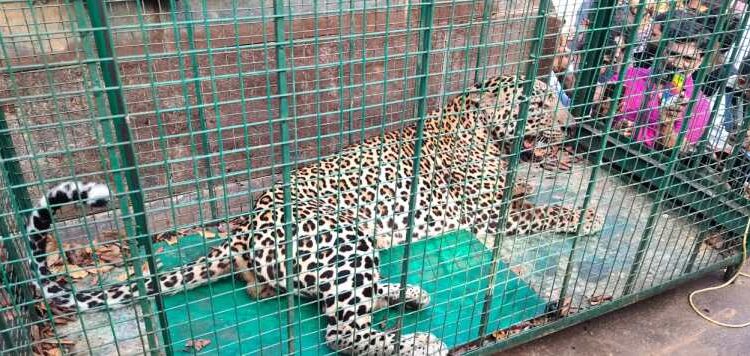 ಆಹಾರ ಹುಡುಕಿ ಬಂದ ಚಿರತೆ ಮನೆಯ ಕೋಣೆಯೊಳಗೆ ಬಂಧಿ : ಅರಣ್ಯ ಇಲಾಖೆಯಿಂದ ರಕ್ಷಣೆ