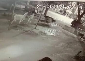 ರಾತ್ರೋರಾತ್ರಿ ಕಾರಿನಲ್ಲಿ ಗೋವು ಕಳ್ಳತನ- ಸಿಸಿ ಟಿವಿಯಲ್ಲಿ ಸೆರೆಯಾಯ್ತು ಕಳ್ಳತನದ ದೃಶ್ಯ