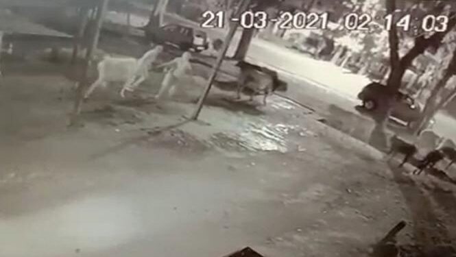 ರಾತ್ರೋರಾತ್ರಿ ಕಾರಿನಲ್ಲಿ ಗೋವು ಕಳ್ಳತನ- ಸಿಸಿ ಟಿವಿಯಲ್ಲಿ ಸೆರೆಯಾಯ್ತು ಕಳ್ಳತನದ ದೃಶ್ಯ