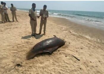 ಕರಾವಳಿ ತೀರದಲ್ಲಿ ಪದೇ ಪದೇ ಕಾಣಿಸಿಕೊಳ್ಳುತ್ತಿದೆ ಡಾಲ್ಫಿನ್ ಕಳೇಬರ