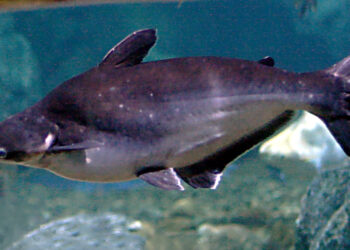 ಮಂಗಳೂರು: ಮೀನಿನ ಹೊಟ್ಟೆಯಲ್ಲಿ ಪತ್ತೆಯಾಯ್ತು ಪ್ಲಾಸ್ಟಿಕ್