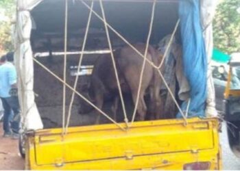 ವಿಟ್ಲ : ಜಾನುವಾರು ಕಳ್ಳಸಾಗಾಟ ತಡೆದ ಹಿಂಜಾವೇ ಕಾರ್ಯಕರ್ತರು