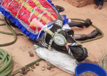 ಕಂಬಳ ಸಾಮ್ರಾಜ್ಯದ ಮತ್ತೊಬ್ಬ ಸೇನಾಧಿಪತಿಯ ಯುಗಾಂತ್ಯ : ಇತಿಹಾಸ ಪುಟ ಸೇರಿದ ‘ಬೋಳಂತೂರು ಕಾಟಿ’