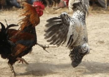 ಪುತ್ತೂರು : ನಿಷೇದಾಜ್ಞೆ ನಡುವೆಯೂ ಬಲ್ನಾಡಿನಲ್ಲಿ ಕೋಳಿ ಅಂಕ : ಪೊಲೀಸ್ ದಾಳಿ,5 ಮಂದಿ,7 ಕೋಳಿ,10 ಬೈಕ್,ನಗದು ವಶಕ್ಕೆ