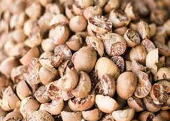 ಮಂಗಳೂರು : ಹಳೆ ಅಡಿಕೆಗೆ 510 ರೂ.:; ಬೆಳೆಗಾರರ ಮೊಗದಲ್ಲಿ ಮಂದಹಾಸ