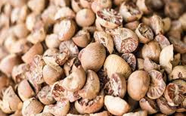 ಮಂಗಳೂರು : ಹಳೆ ಅಡಿಕೆಗೆ 510 ರೂ.:; ಬೆಳೆಗಾರರ ಮೊಗದಲ್ಲಿ ಮಂದಹಾಸ