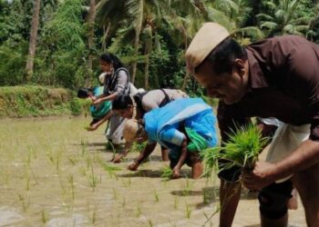 ಗದ್ದೆಗಿಳಿದು ನಾಟಿ ಮಾಡುವ ಮೂಲಕ ಕೃಷಿಕರಿಗೆ ಸಾಥ್ ನೀಡಿದ ಯು.ಟಿ. ಖಾದರ್