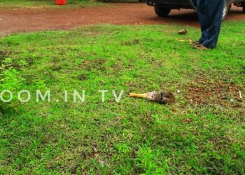 ಕೆಯ್ಯೂರು ಗ್ರಾ.ಪಂ ಮುಂಭಾಗದಲ್ಲಿ ದನದ ತುಂಡಾದ  ಕೈ ಪತ್ತೆ..!;