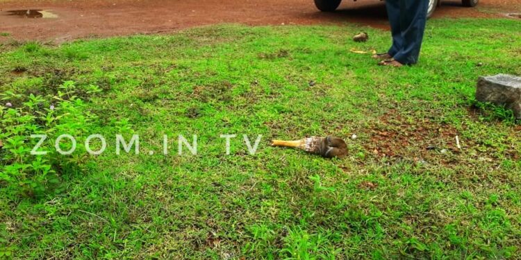 ಕೆಯ್ಯೂರು ಗ್ರಾ.ಪಂ ಮುಂಭಾಗದಲ್ಲಿ ದನದ ತುಂಡಾದ  ಕೈ ಪತ್ತೆ..!;