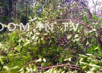 ಸೇಡಿಯಾಪು : ಗಾಳಿ ಮಳೆಗೆ ಧರೆಗುರುಳಿದ ಬೃಹತ್ ಗಾತ್ರದ ಗೋಳಿ ಮರ