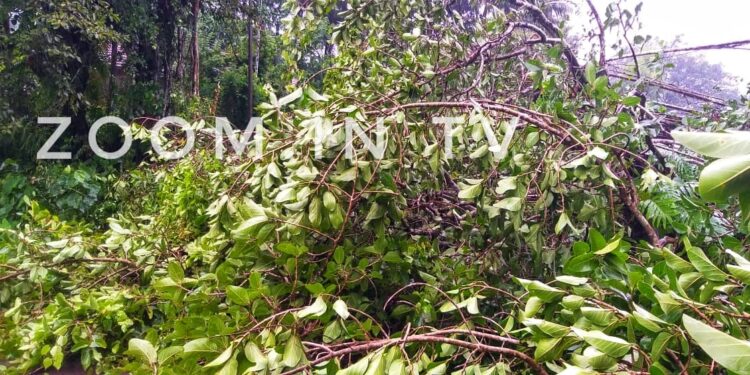 ಸೇಡಿಯಾಪು : ಗಾಳಿ ಮಳೆಗೆ ಧರೆಗುರುಳಿದ ಬೃಹತ್ ಗಾತ್ರದ ಗೋಳಿ ಮರ