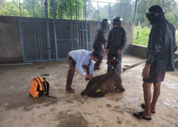 ಪುತ್ತೂರು : ವಾಹನ ಡಿಕ್ಕಿ ಹೊಡೆದು ಗಾಯಗೊಂಡ ಹಸುವಿಗೆ ಚಿಕಿತ್ಸೆ ಕೊಡಿಸಿ ಮಾನವೀಯತೆ ಮೆರೆದ ಹಿಂ.ಜಾ.ವೇ ಕಾರ್ಯಕರ್ತರು