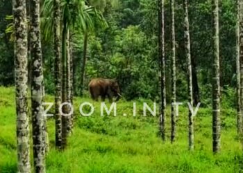 ಕೊಂಬಾರು : ಸಿರಿಬಾಗಿಲು ಪ್ರದೇಶದಲ್ಲಿ ಹಗಲು ವೇಳೆಯೇ  ಕಾಡಾನೆ ದಾಳಿ:; ಕೃಷಿ ಧ್ವಂಸ,ಅಪಾರ ಹಾನಿ..!