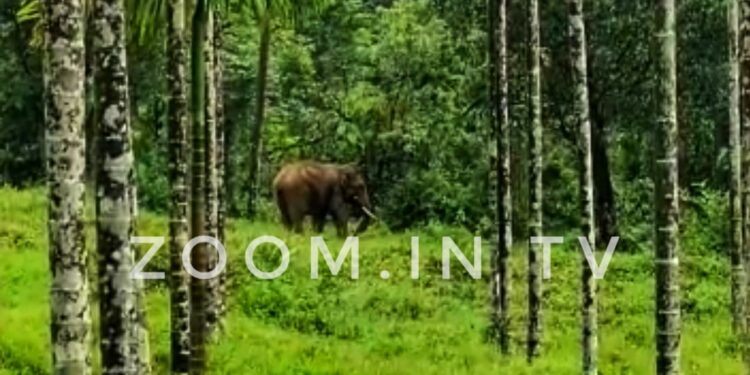 ಕೊಂಬಾರು : ಸಿರಿಬಾಗಿಲು ಪ್ರದೇಶದಲ್ಲಿ ಹಗಲು ವೇಳೆಯೇ  ಕಾಡಾನೆ ದಾಳಿ:; ಕೃಷಿ ಧ್ವಂಸ,ಅಪಾರ ಹಾನಿ..!