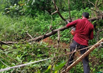ಪರ್ಲಡ್ಕ : ಅಂಗನವಾಡಿ ಕೇಂದ್ರದಲ್ಲಿ ಬಿದ್ದ ಬೃಹತ್ ಗಾತ್ರದ ಮರ:; ತಕ್ಷಣ ತೆರವು ಗೊಳಿಸಿದ ನಗರಸಭಾ ಅಧಿಕಾರಿಗಳು