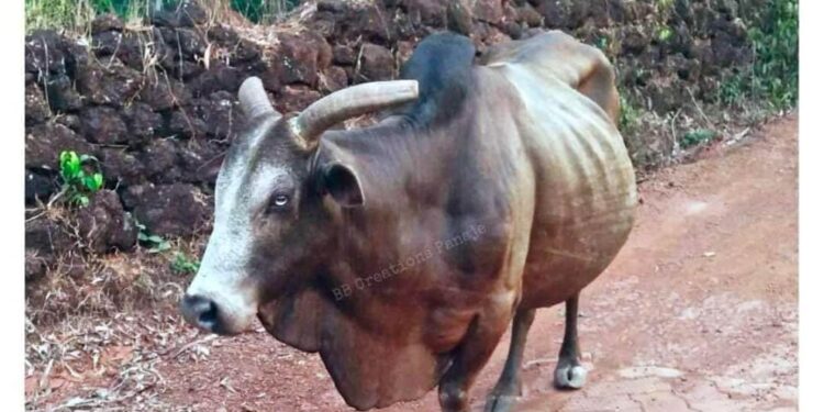 ಪಾಣಾಜೆ : ಊರಿನವರ ಪ್ರೀತಿಯ ‘ಕಬೀರ’ ಇನ್ನು ನೆನಪು ಮಾತ್ರ