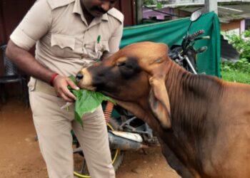 ನೆಕ್ಕಿಲಾಡಿ ಚೆಕ್ ಪೋಸ್ಟ್ ಬಳಿ ದನಕ್ಕೆ ಉಪಹಾರ ನೀಡಿ ಆರೈಕೆ ಮಾಡಿದ ಗೃಹ ರಕ್ಷಕ ದಳದ ಸಿಬ್ಬಂದಿ…