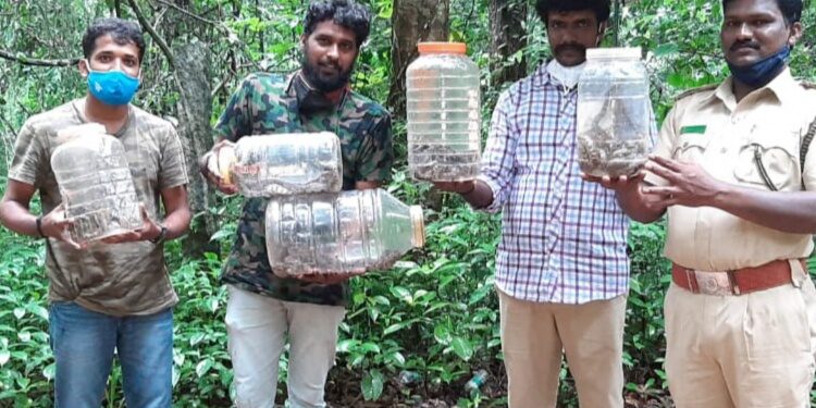 ಬನ್ನೂರಿನ ಉರಗ ಪ್ರೇಮಿ ತೇಜಸ್ ರಿಂದ ಹೆಬ್ಬಾವಿನ 38 ಮೊಟ್ಟೆಗಳ ರಕ್ಷಣೆ