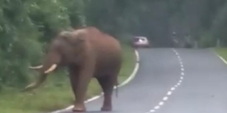 ಸುಬ್ರಹ್ಮಣ್ಯ-ಗುಂಡ್ಯ ರಸ್ತೆಯಲ್ಲಿ ವಾಹನವನ್ನು ಅಟ್ಟಾಡಿಸಿದ ಕಾಡಾನೆ..!