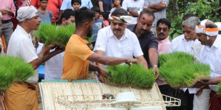 ಅಲೆತ್ತೂರು: ಗದ್ದೆಯಲ್ಲಿ ನೇಜಿ ನೆಡುವ ಕಾರ್ಯಕ್ರಮಕ್ಕೆ ಚಾಲನೆ ನೀಡಿದ ಮಾಜಿ ಜಿಲ್ಲಾ ಉಸ್ತುವಾರಿ ಸಚಿವ ರಮಾನಾಥ್ ರೈ