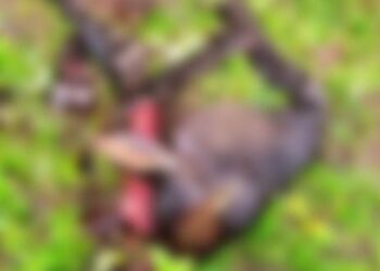 ಮೇಯಲು ಬಿಟ್ಟ ದನವನ್ನು ಕತ್ತರಿಸಿ ಹತ್ಯೆ..! ಮಾಂಸ ಮಾಡುವ ವೇಳೆ ಮಾಲೀಕನನ್ನು ಕಂಡು ಆರೋಪಿಗಳು ಪರಾರಿ