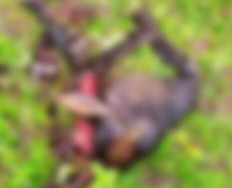 ಮೇಯಲು ಬಿಟ್ಟ ದನವನ್ನು ಕತ್ತರಿಸಿ ಹತ್ಯೆ..! ಮಾಂಸ ಮಾಡುವ ವೇಳೆ ಮಾಲೀಕನನ್ನು ಕಂಡು ಆರೋಪಿಗಳು ಪರಾರಿ