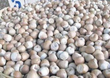 ಅಡಿಕೆ ಬೆಳೆಗಾರರಿಗೆ ಸಿಹಿ ಸುದ್ದಿ: ರೂ.455 ಗಡಿ ದಾಟಿದ ಹೊಸ ಅಡಿಕೆ ಧಾರಣೆ