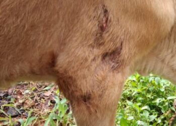 ಕೊಳ್ನಾಡು: ಮನೆಯಂಗಳದಲ್ಲಿ ಕಟ್ಟಿ ಹಾಕಿದ್ದ ಕರುವಿನ ಮೇಲೆ ಚಿರತೆ ದಾಳಿ