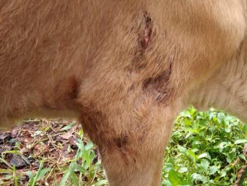 ಕೊಳ್ನಾಡು: ಮನೆಯಂಗಳದಲ್ಲಿ ಕಟ್ಟಿ ಹಾಕಿದ್ದ ಕರುವಿನ ಮೇಲೆ ಚಿರತೆ ದಾಳಿ