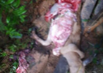 ಸುಬ್ರಹ್ಮಣ್ಯ: ಕಲ್ಮಕಾರಿನಲ್ಲಿ   ಚಿರತೆ ದಾಳಿ:; ಕರುವನ್ನು ಕೊಂದು ಹಾಕಿದ ಚಿರತೆ