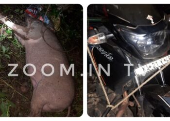 ಪರ್ಪುಂಜ: ಬೈಕ್ ಗೆ ಡಿಕ್ಕಿ ಹೊಡೆದ ಕಾಡು ಹಂದಿ:; ಹಂದಿ ಸಾವು, ಸವಾರರಿಗೆ ಗಾಯ..!