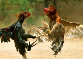 ವಿಟ್ಲ : ವೀಕೆಂಡ್ ಕರ್ಫ್ಯೂ ನಡುವೆಯೂ ಕೋಳಿ ಅಂಕ..!15 ಮಂದಿ ಪೊಲೀಸ್ ವಶಕ್ಕೆ