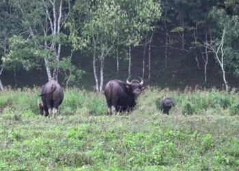 ಬಂಟ್ವಾಳ: ಅನಂತಾಡಿ ಮತ್ತು ಮಾಣಿ ಉಭಯ ಗ್ರಾಮಗಳಲ್ಲಿ  ಕಾಡು ಪ್ರಾಣಿಗಳ ಹಾವಳಿ:; ಸೂಕ್ತ ಕ್ರಮ ಕೈಗೊಳ್ಳುವಂತೆ ಅರಣ್ಯ ಇಲಾಖೆಗೆ ಸಾರ್ವಜನಿಕರ ಮನವಿ
