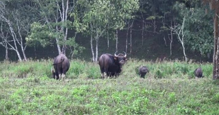 ಬಂಟ್ವಾಳ: ಅನಂತಾಡಿ ಮತ್ತು ಮಾಣಿ ಉಭಯ ಗ್ರಾಮಗಳಲ್ಲಿ  ಕಾಡು ಪ್ರಾಣಿಗಳ ಹಾವಳಿ:; ಸೂಕ್ತ ಕ್ರಮ ಕೈಗೊಳ್ಳುವಂತೆ ಅರಣ್ಯ ಇಲಾಖೆಗೆ ಸಾರ್ವಜನಿಕರ ಮನವಿ