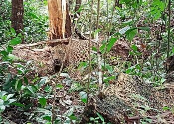 ಪೆರುವಾಜೆ: ಅರಣ್ಯ ಇಲಾಖೆಯ ಕಾರ್ಯಾಚರಣೆ ಯಶಸ್ವಿ:;ಚಿರತೆ ಸೆರೆ
