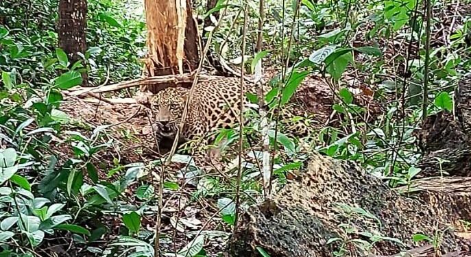 ಪೆರುವಾಜೆ: ಅರಣ್ಯ ಇಲಾಖೆಯ ಕಾರ್ಯಾಚರಣೆ ಯಶಸ್ವಿ:;ಚಿರತೆ ಸೆರೆ