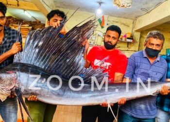 ಪುತ್ತೂರು: ಪ್ರಪ್ರಥಮ ಬಾರಿಗೆ ಮೀನು ಮಾರುಕಟ್ಟೆಗೆ ಬಂತು 47 ಕೆಜಿ ತೂಕದ ಮೀನು…!