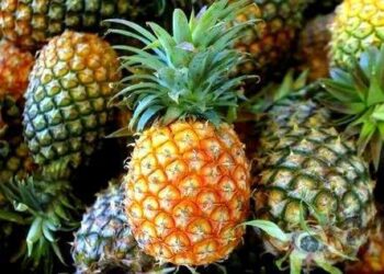 ಮಂಗಳೂರು: ಅನಾನಸು ಹಣ್ಣಿನೊಳಗೆ ಗಾಂಜಾ ಅಡಗಿಸಿ ಖೈದಿಗೆ ನೀಡಲು ಯತ್ನ: ಆರೋಪಿ ವಶಕ್ಕೆ