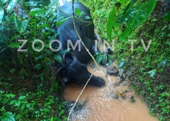 ಅರಸಿನಮಕ್ಕಿ: ಮೇಯಲು ಬಿಟ್ಟ ಎಮ್ಮೆಗೆ ಗುಂಡಿಕ್ಕಿ ಕೊಂದ ದುಷ್ಕರ್ಮಿಗಳು..! ಉಳ್ಳಾಲದ ಘಟನೆಯ ನೆನಪು ಮಾಸುವ ಮುನ್ನವೇ ನಡೆಯಿತು ಮತ್ತೊಂದು ಮೂಕ ಪ್ರಾಣಿಯ ಹತ್ಯೆ