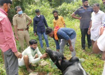 ಸುಬ್ರಹ್ಮಣ್ಯ : ರಸ್ತೆ ಬದಿ ಕಾಲು ಕಟ್ಟಿದ ಸ್ಥಿತಿಯಲ್ಲಿ ಹೋರಿ ಪತ್ತೆ..‌! ಅಕ್ರಮ ಗೋಸಾಗಾಟ ಶಂಕೆ, ಹಿಂದೂ ಸಂಘಟನೆ ಕಾರ್ಯಕರ್ತರು,ಎಸ್ಸೈ ಜಂಬೂರಾಜ್ ಮಹಾಜನ್ ಮತ್ತು ಸ್ಥಳೀಯರಿಂದ ಹೋರಿಯ ರಕ್ಷಣೆ