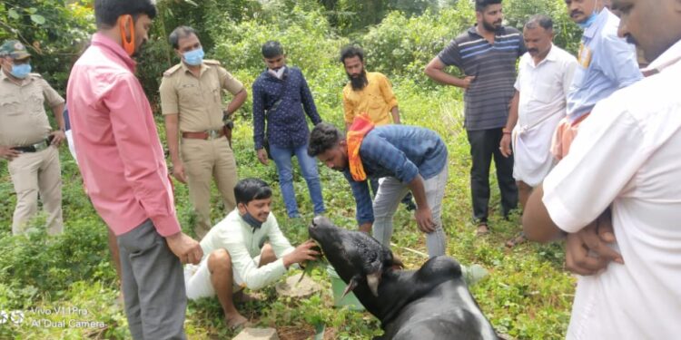ಸುಬ್ರಹ್ಮಣ್ಯ : ರಸ್ತೆ ಬದಿ ಕಾಲು ಕಟ್ಟಿದ ಸ್ಥಿತಿಯಲ್ಲಿ ಹೋರಿ ಪತ್ತೆ..! ಅಕ್ರಮ ಗೋಸಾಗಾಟ ಶಂಕೆ, ಹಿಂದೂ ಸಂಘಟನೆ ಕಾರ್ಯಕರ್ತರು,ಎಸ್ಸೈ ಜಂಬೂರಾಜ್ ಮಹಾಜನ್ ಮತ್ತು ಸ್ಥಳೀಯರಿಂದ ಹೋರಿಯ ರಕ್ಷಣೆ