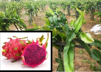 ಪುತ್ತೂರಿನ ‘ಆಕಾಶ್ ನರ್ಸರಿ’ಯಲ್ಲಿ ಸಿಗಲಿದೆ ಆರೋಗ್ಯವರ್ಧಕ ‘ಡ್ರಾಗನ್ ಫ್ರೂಟ್’  ನ ವಿಶೇಷ ತಳಿ